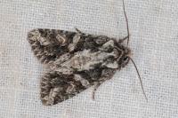 Dryobotodes eremita