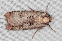 Epilecta linogrisea