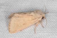 Episema glaucina