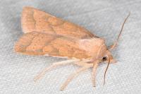 Jodia croceago