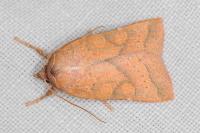 Jodia croceago
