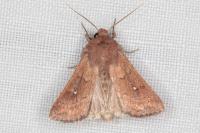 Mythimna albipuncta