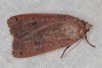 Noctua pronuba