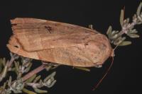 Noctua tirrenica