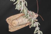 Noctua tirrenica
