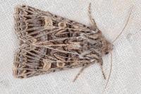 Tholera decimalis