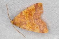 Tiliacea aurago