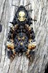 Acherontia atropos