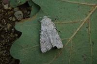 Aporophyla canescens