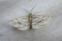 Calamodes occitanaria