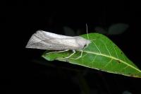 Compsoptera opacaria