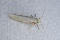 Eilema caniola