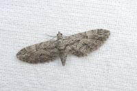 Eupithecia oxycedrata