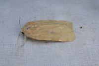 Noctua tirrenica