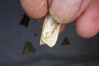 Noctua tirrenica