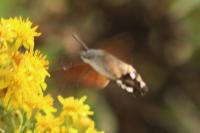 Macroglossum stellatarum