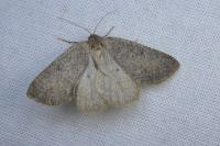 Onychora agaritharia