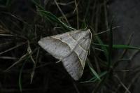 Perigune convergata