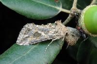 Trichoplusia ni