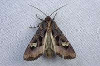 Trigonophora flammea