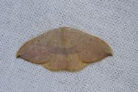 Watsonalla uncinula