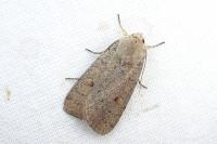 Xestia castanea