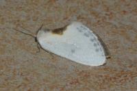 Cilix hispanica