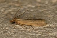 Coenochroa ablutella