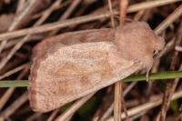 Episema glaucina