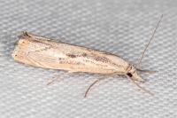 Agriphila geniculea