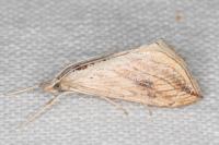 Evergestis forficalis