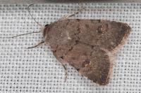 Caradrina flavirena