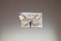 Eupithecia pusillata