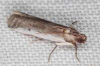 Denticera divisella