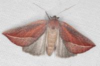 Compsoptera opacaria