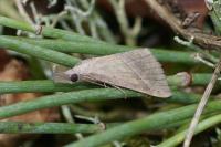 Hypena lividalis