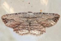 Menophra abruptaria