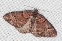 Catarhoe basochesiata