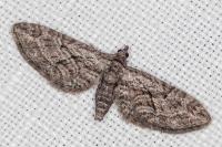Eupithecia oxycedrata