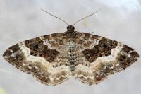 Epirrhoe alternata