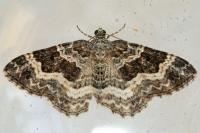 Epirrhoe alternata