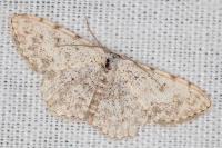 Scopula submutata roseonitens