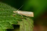 Agriphila straminella