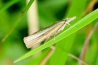 Agriphila tristella