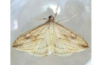 Evergestis forficalis