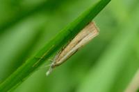 Agriphila tristella