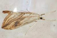 Evergestis forficalis