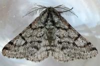 Lycia hirtaria