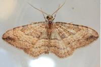 Nycterosea obstipata