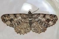 Peribatodes secundaria secundaria